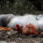 RIGHT TO SPEAK MAY LEAD TO DEATH